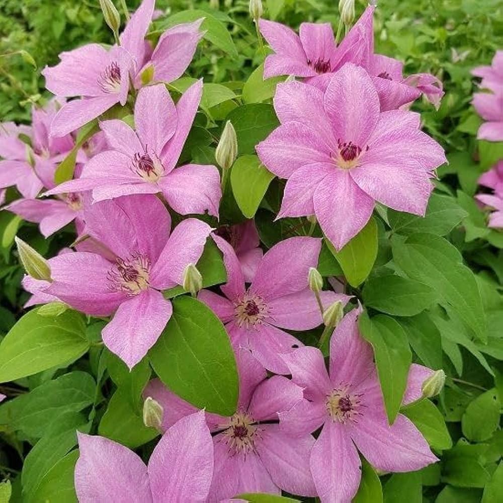 Heirloom Non-GMO Clematis Baby Pink Flower Seeds for Garden Planting – Delicate Climbing Blooms for planting in your garden.