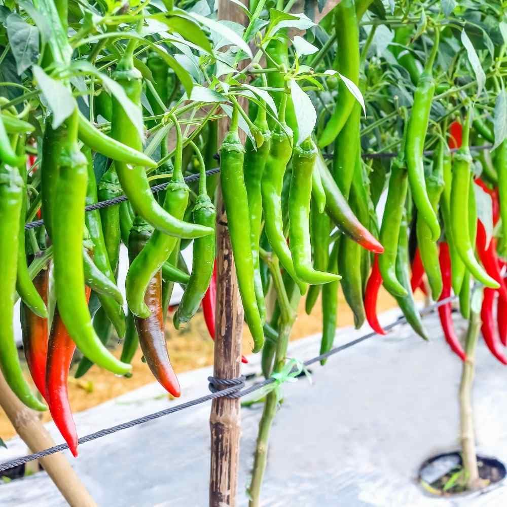 Burgundy Chili Seeds for Planting