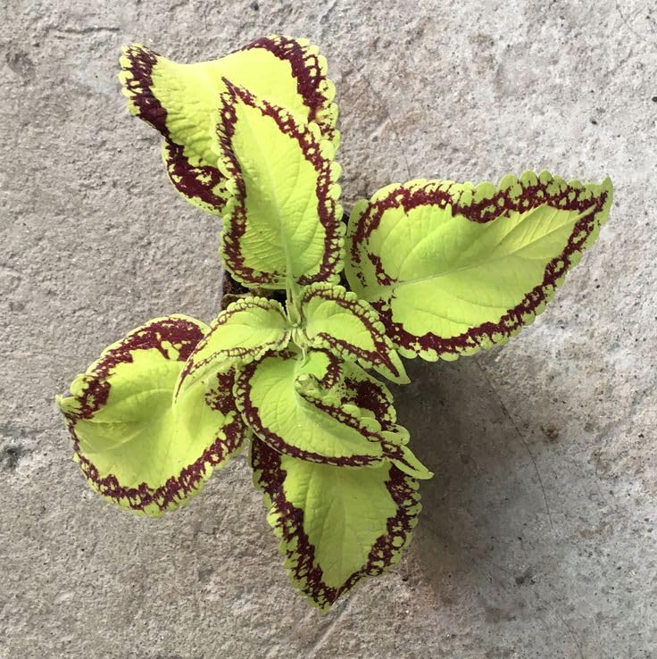 Fairway Pink Coleus Flowers Seeds for Planting for Garden