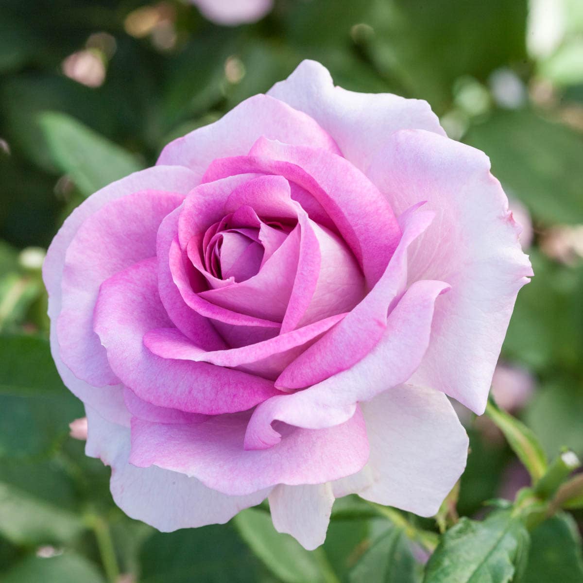 Rose Hybrida Rare Flower Seeds for Planting in vertical garden or backyard trellis designs