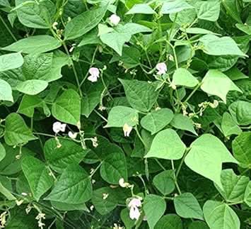 Green Tepary Bean Vegetable Seeds for Planting heirloom & Non-GMO Seeds
