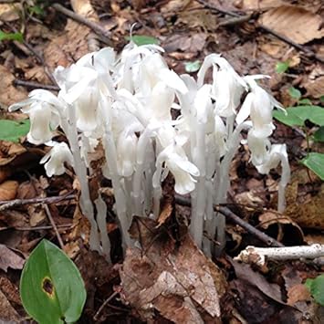 White (White scientific name) for planting in garden