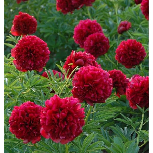 Chinese Peony (Paeonia lactiflora) for planting in pots or gardens