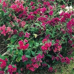 Pink Clarkia Flower Seeds for Planting - 100 pcs for planting in your garden.