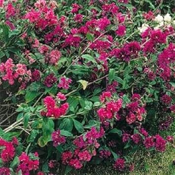 Pink Clarkia Flower Seeds for Planting - 100 pcs for planting in your garden.