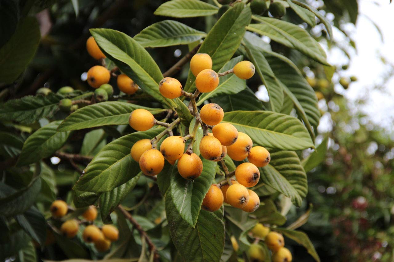 Japanese Plum (Prunus salicina)