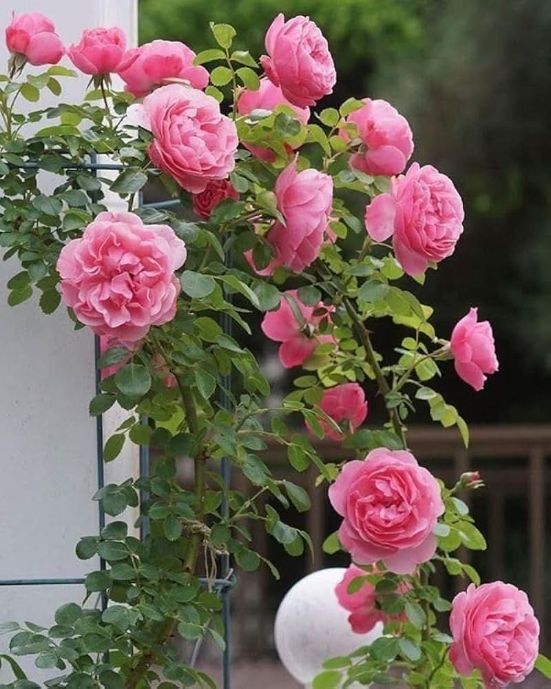 Climbing Rose Hybrida Pink Flowering Seeds For Planting in backyard trellises and vertical gardens