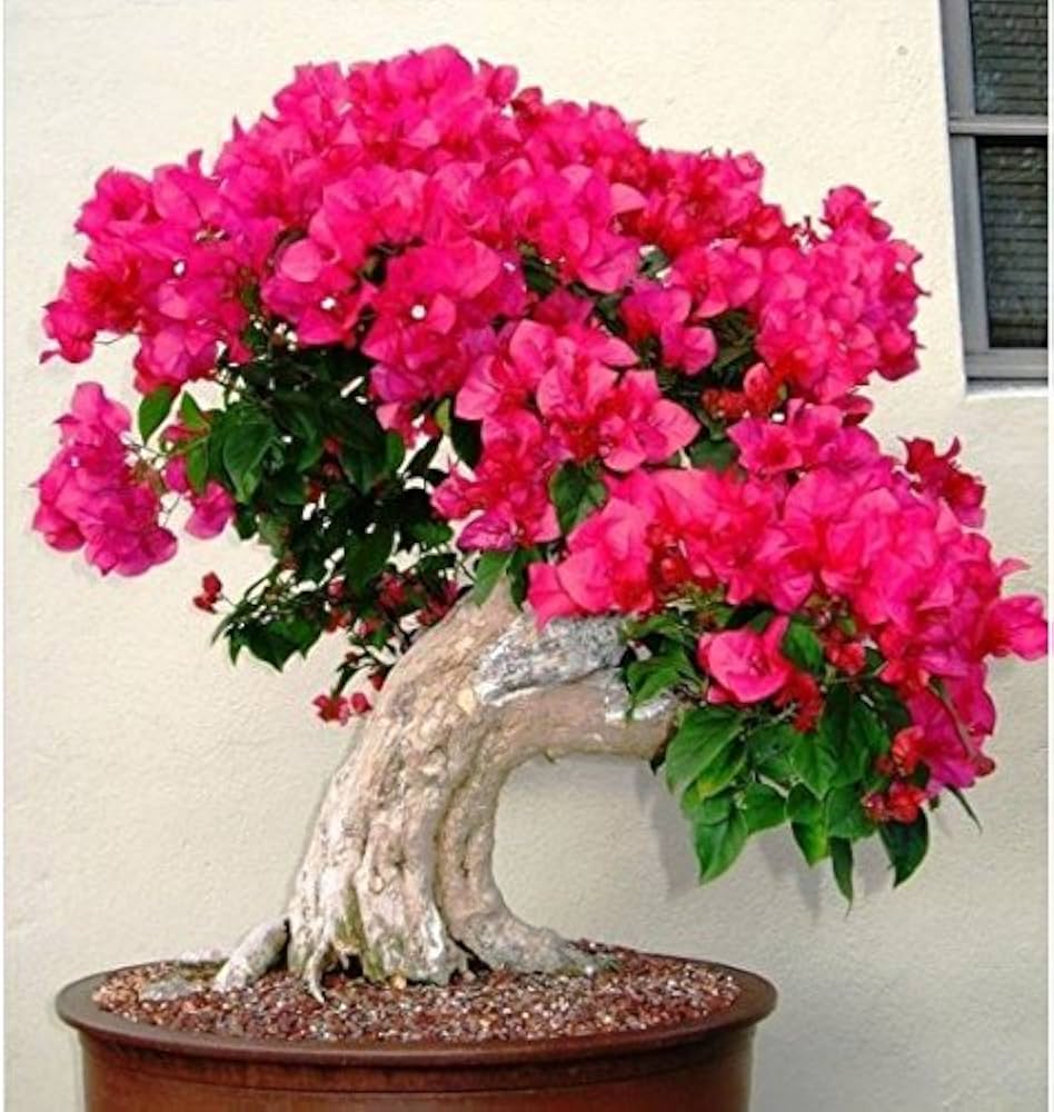 Bougainvillea Bougainvillea Spectabilis Flower Seeds for Planting – Ideal for Backyard Gardening and Wall Coverings