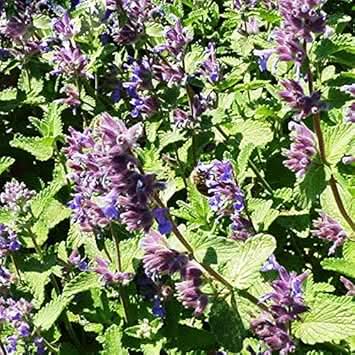 Green Cat Mint Seeds for Planting heirloom & Non-GMO Seeds