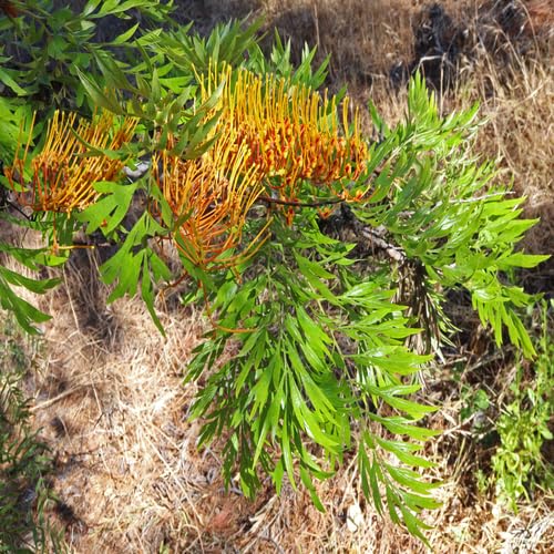 Grevillea Green - Heirloom, Non - Gmo Seeds