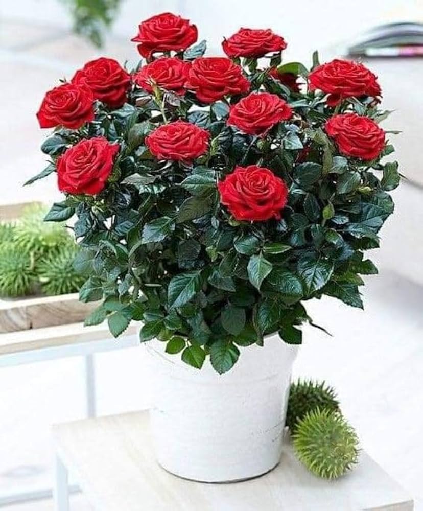 Holland Rose Flowering Seeds for Planting in backyard garden