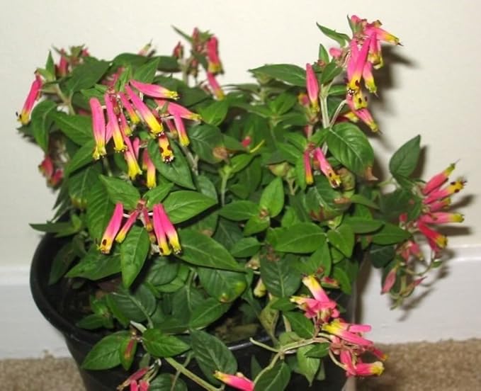 Cuphea Ignea Rose Flower Seeds for Planting in Flower Bed