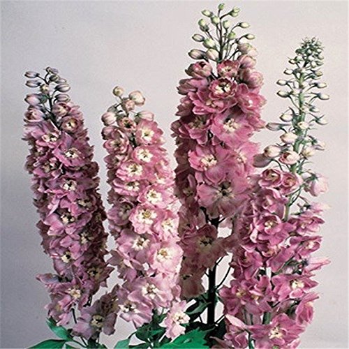 Delphinium Seeds Beautiful Flower Plant for Planting Home Garden Border