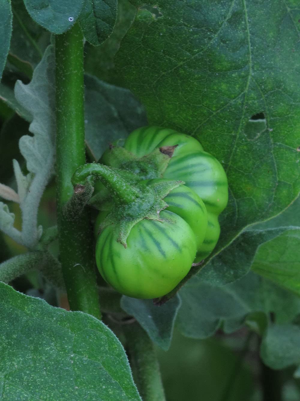 Solanum Aethiopicum Aubergine Vegetable Seeds for Planting