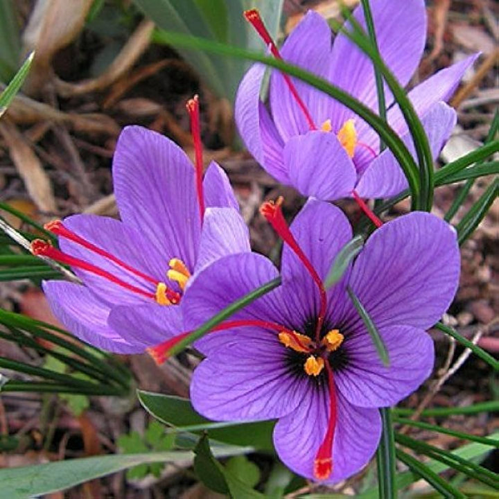 Heirloom Non-GMO Hatsuga Saffron Crocus Mixed Flower Seeds for Garden Planting – Aromatic Rare Blooms