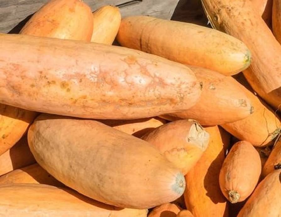 Pink Banana Winter Squash Seeds for Unique Sweet Harvests