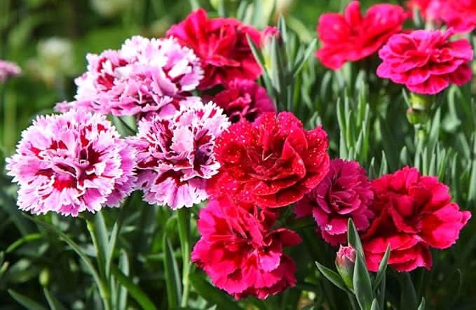 Carnation Multicolor Carnation Flower Seeds