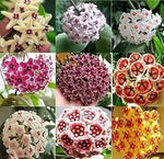 Canossa Flower Seeds for Planting NON GMO Seeds Dhara Seeds
