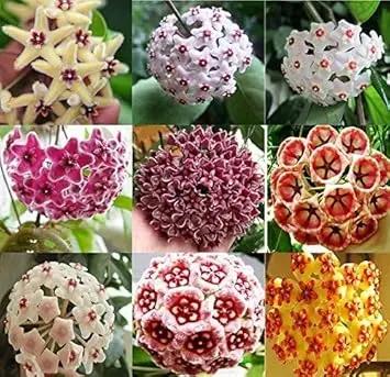 Canossa Flower Seeds for Planting NON GMO Seeds Dhara Seeds