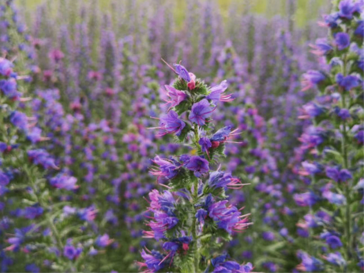 Viper’s Bugloss Echium Vulgare Flowering Seeds For Planting in pollinator-friendly home garden beds