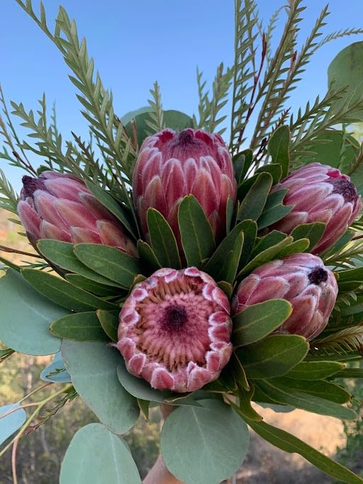 Pink Protea Flower - Heirloom, Non - Gmo Seeds