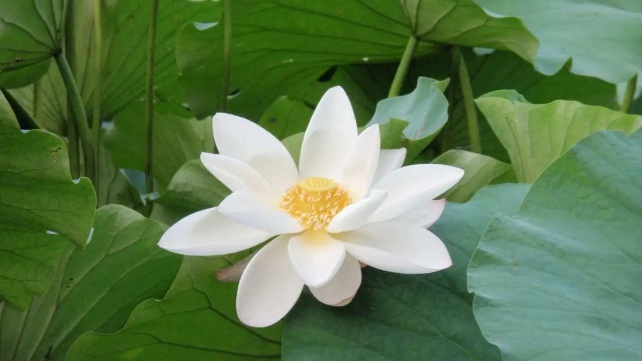 White Sacred Lotus Seeds (Nelumbo Nucifera) for Planting – Heirloom, Non-GMO for planting in home garden