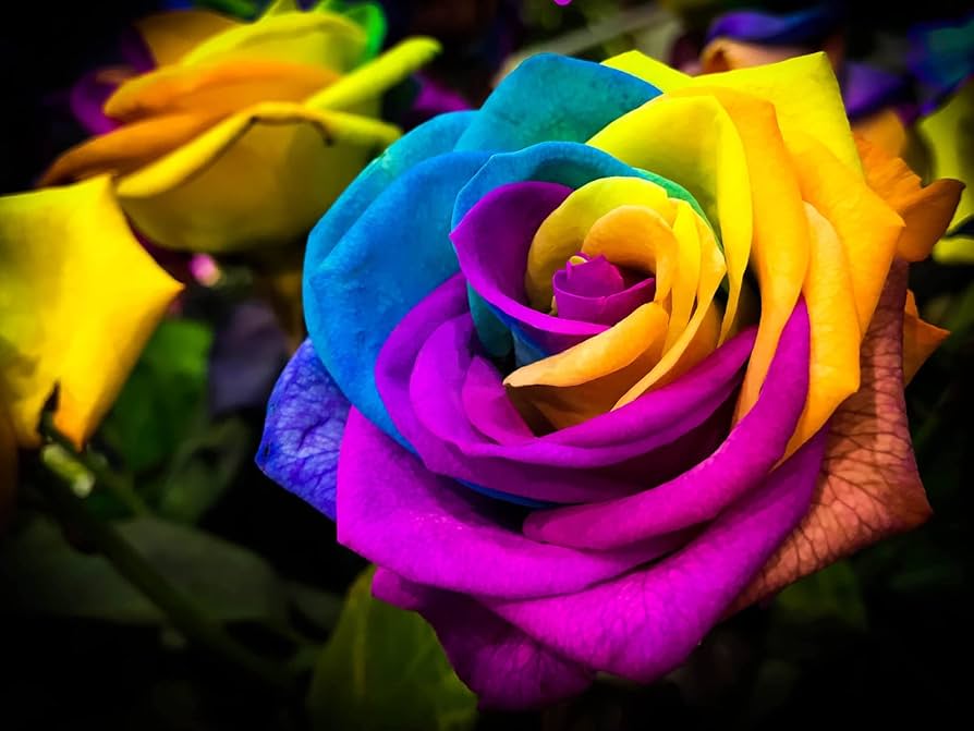 Rainbow rose seeds for colorful garden flowers