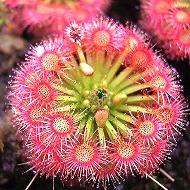 Heirloom Non-GMO Pink Drosera Sundew Flower Seeds for Garden Planting – Unique Carnivorous Blooms