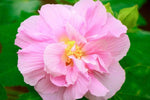 Amethyst Hibiscus Hibiscus spp. for planting in tropical garden