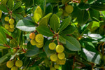 Arbutus unedo Strawberry seeds for planting in home garden