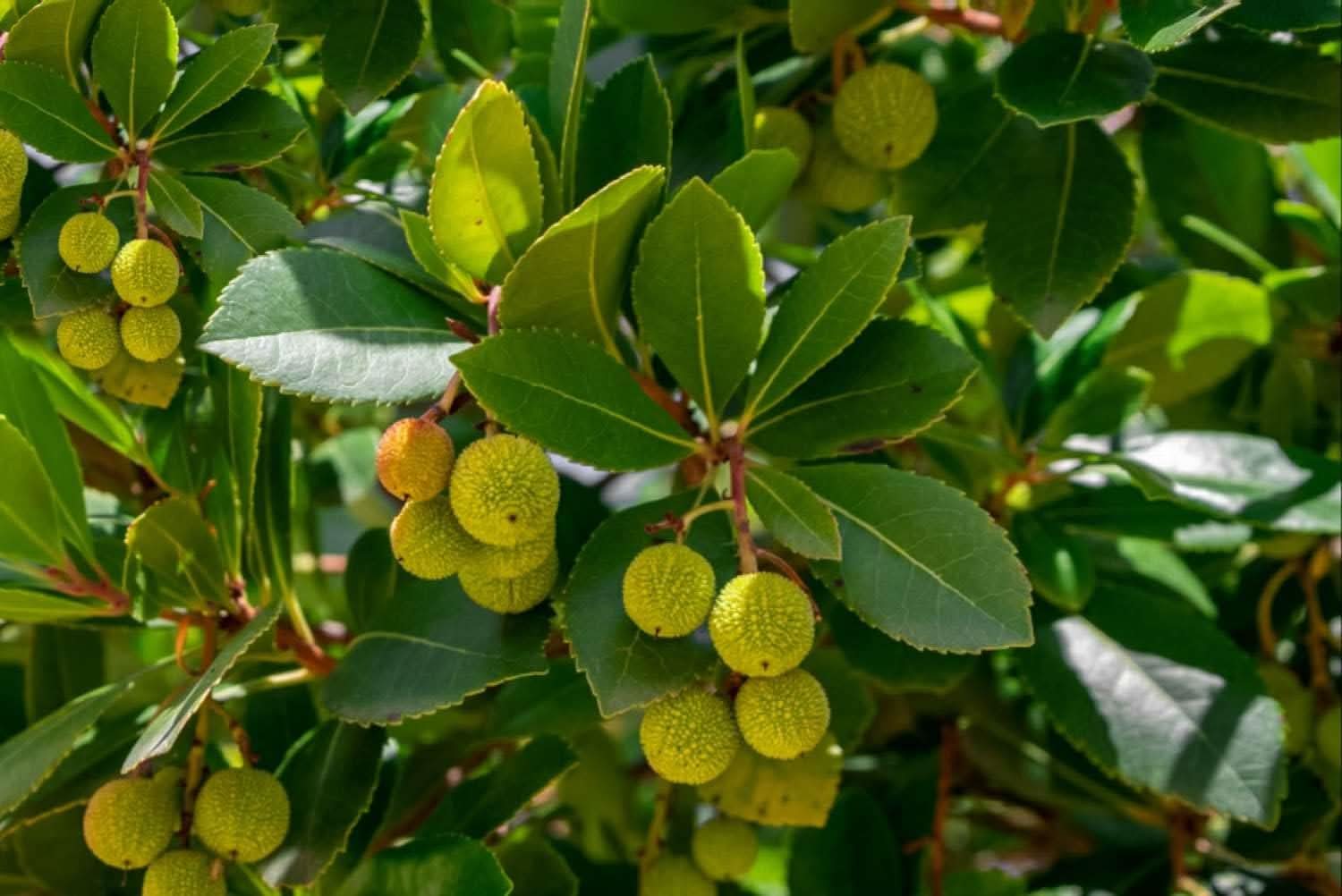 Arbutus unedo Strawberry seeds for planting in home garden
