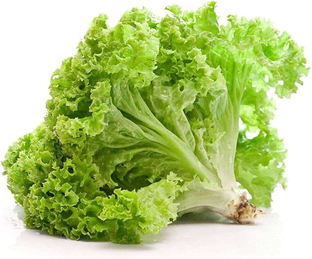 Lettuce Leaf Grand Rapids Heirloom Organic Plant Seeds