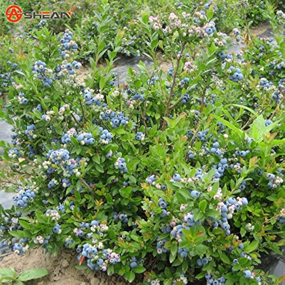 Higarden Blueberry Fruit Seeds for Balcony Bonsai Tree - Pieces per Bag