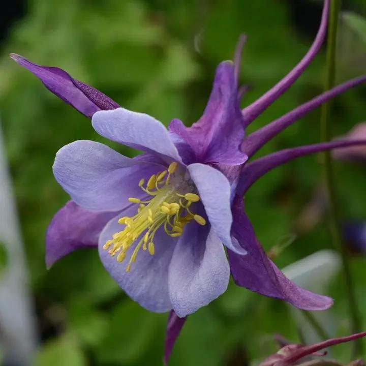 Aquilegia Flower Seeds Purple for Planting NON GMO Seeds Dhara Seeds
