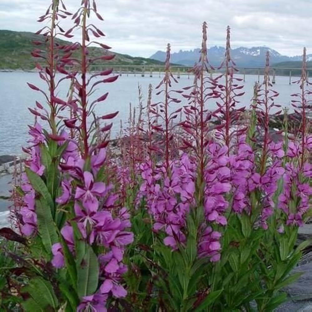 Fireweed Willowherb Seeds Pcs