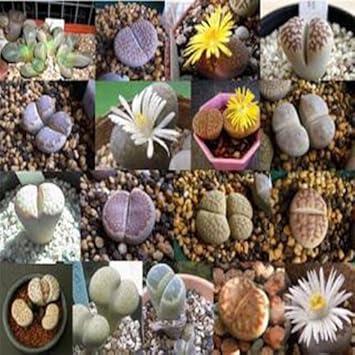 Lithops Species Mix Succulent Cactus Live Stones - Heirloom, Non - Gmo Seeds