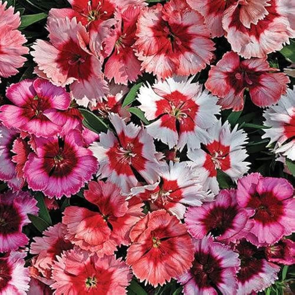 Dianthus Chinensis Pink Rainbow Garden Flowering Seeds For Planting