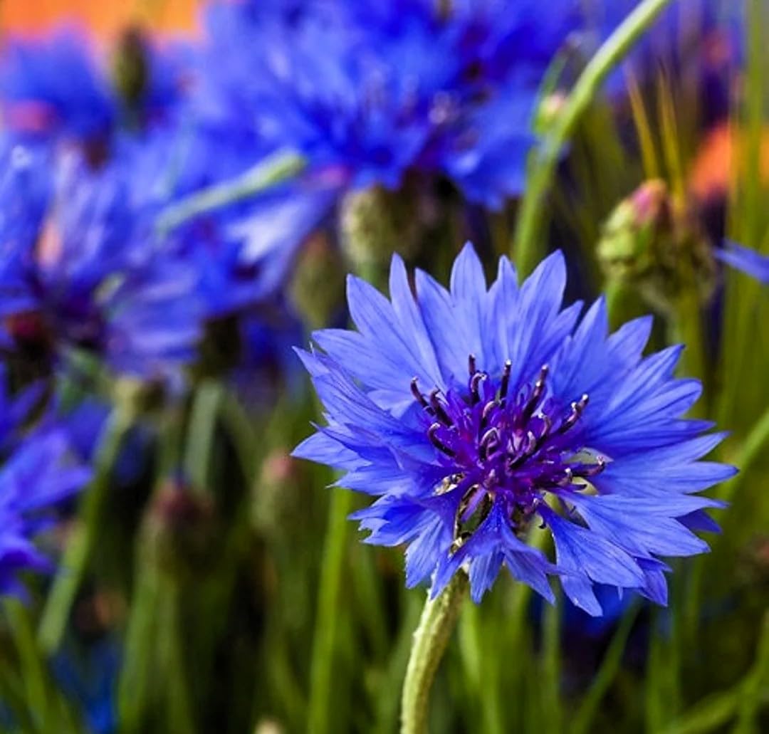 Black Bachelor Button Centaurea Seeds