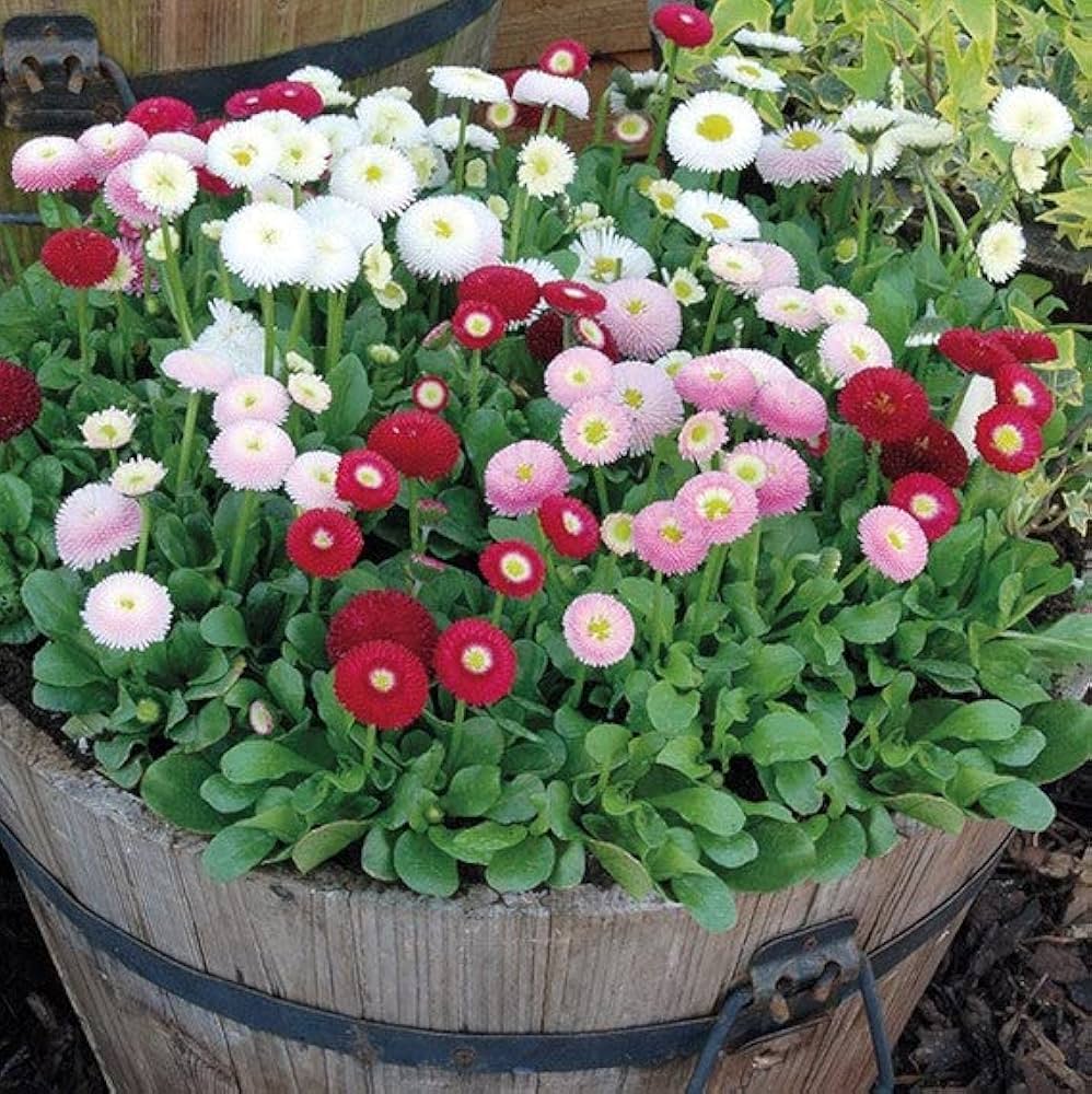 Bellis Perennis & Chrysanthemum Daisy Seeds for Garden and Outdoor Planting