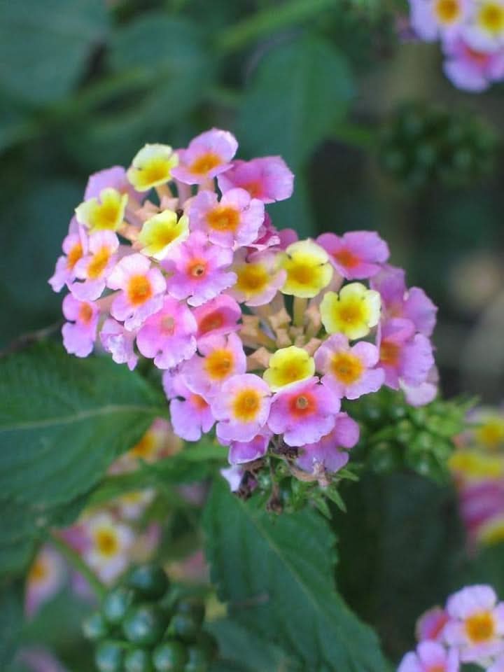 Feston Rose Lantana Mixed Flower Seeds for Planting