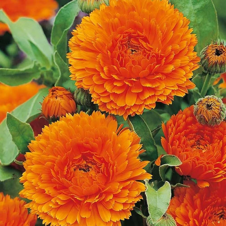 Red Calendula Flower Seeds, Heirloom, Non-GMO Seeds for Planting