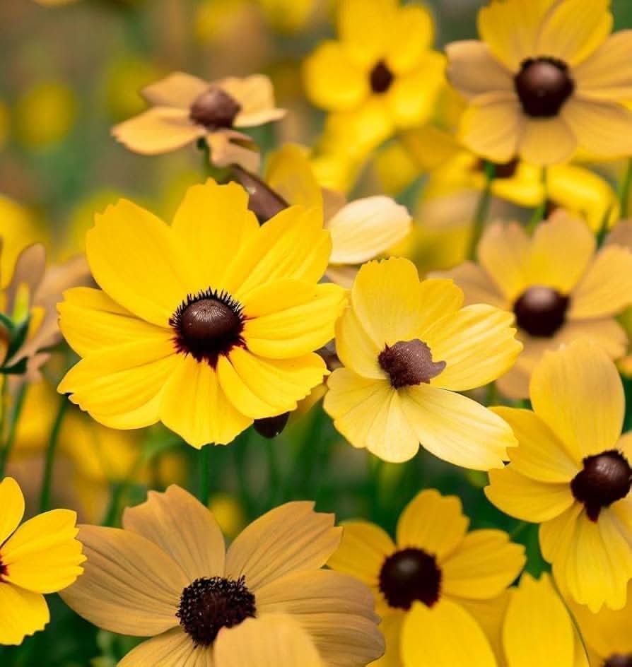Coreopsis Leavenworth Tickseed Flower Seeds