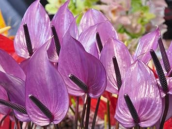 Violet Anthurium Andraeanum Flower Seeds for Planting -Heirloom and Non-GMO garden seeds