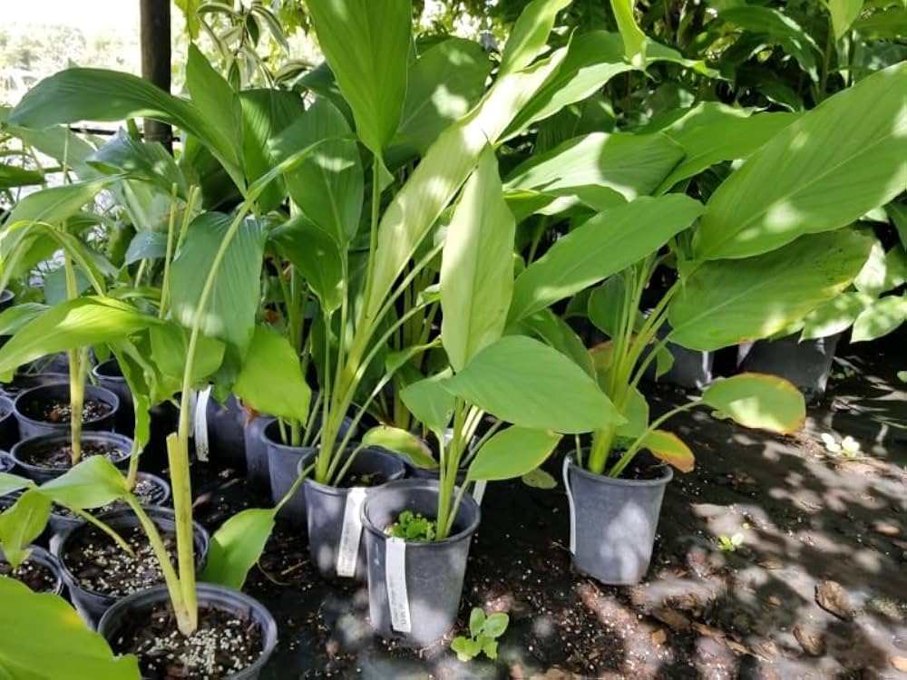 Rare Rhizoma Curcuma Flower Seeds