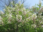 Yellowhorn Xanthoceras Sorbifolium Seeds for Planting for planting in home garden
