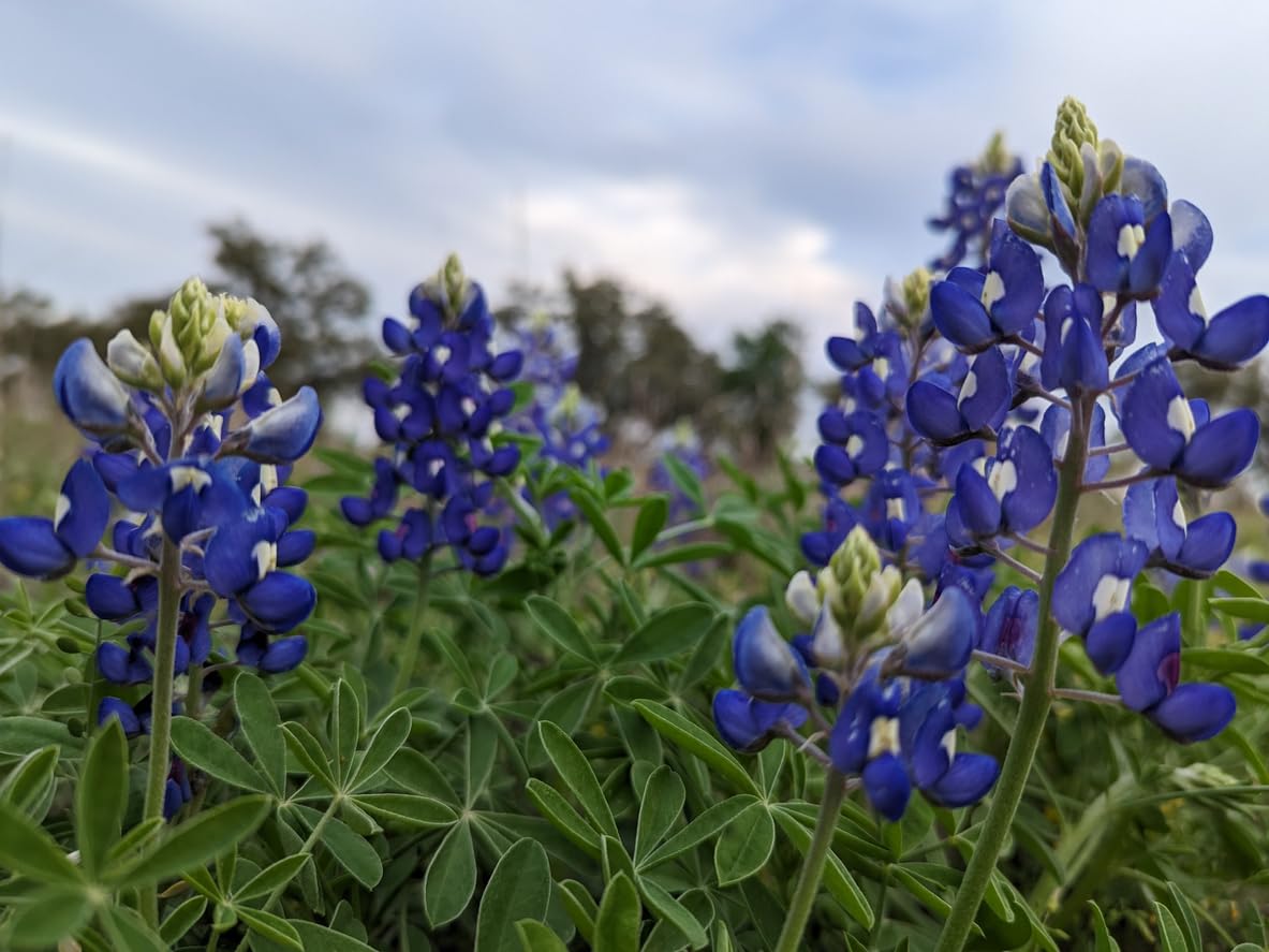 Blue Lupine Bitter Blue Lupinus angustifolius flower seeds for planting in home garden or wildflower beds