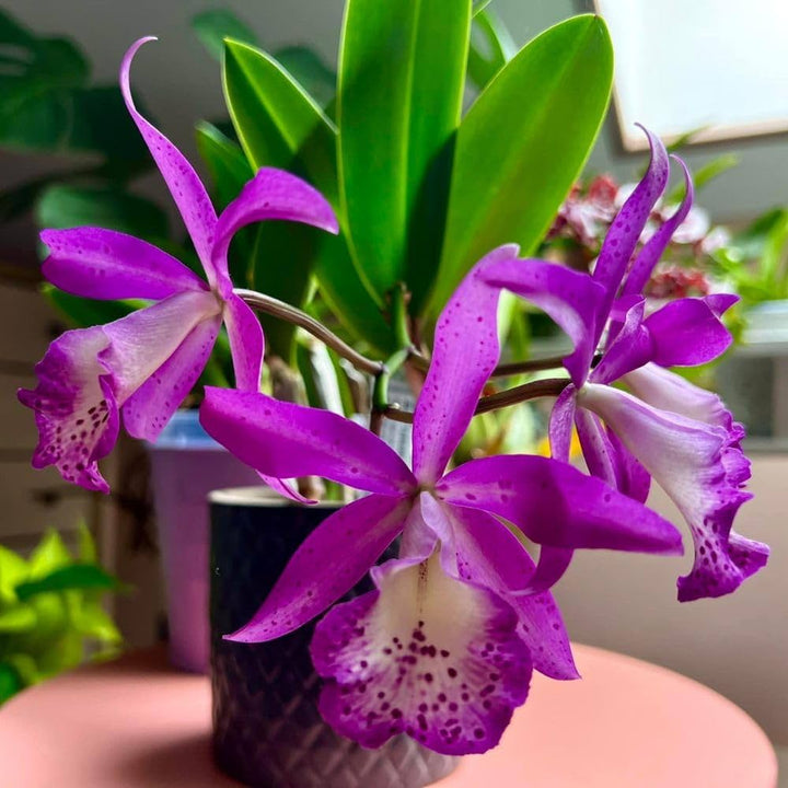 Pink Cattleya Flower Seeds for Planting - 100