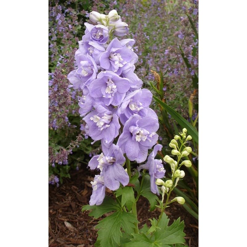 Delphinium Seeds - Magic Fountains Cherry Blossom White Bee