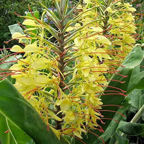 Yellow Fragrant Flower Seeds for Planting - NON GMO Seeds Dhara Seeds