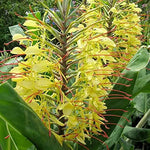 Yellow Fragrant Flower Seeds for Planting - NON GMO Seeds Dhara Seeds